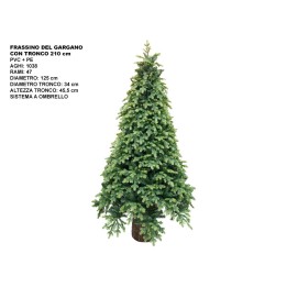 ALBERO FRASSINO DEL GARG.CM 210CONTRONCO